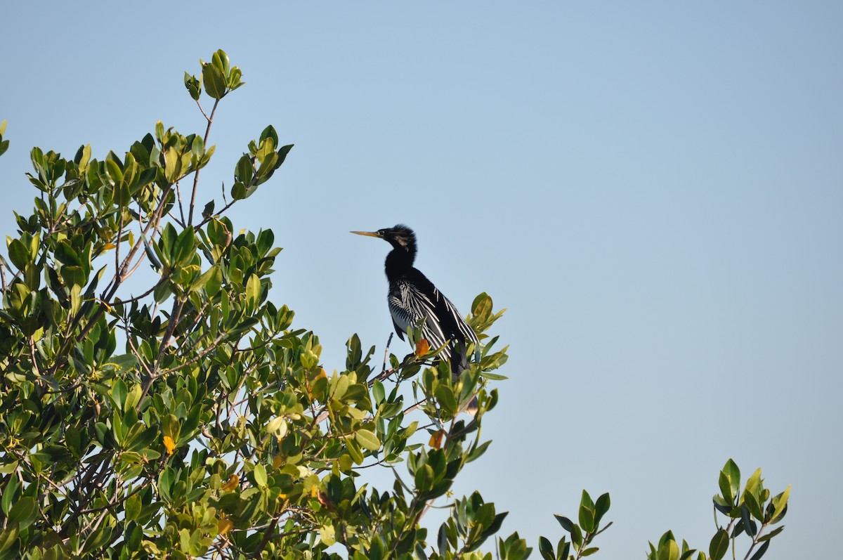 Anhinga - ML618322573