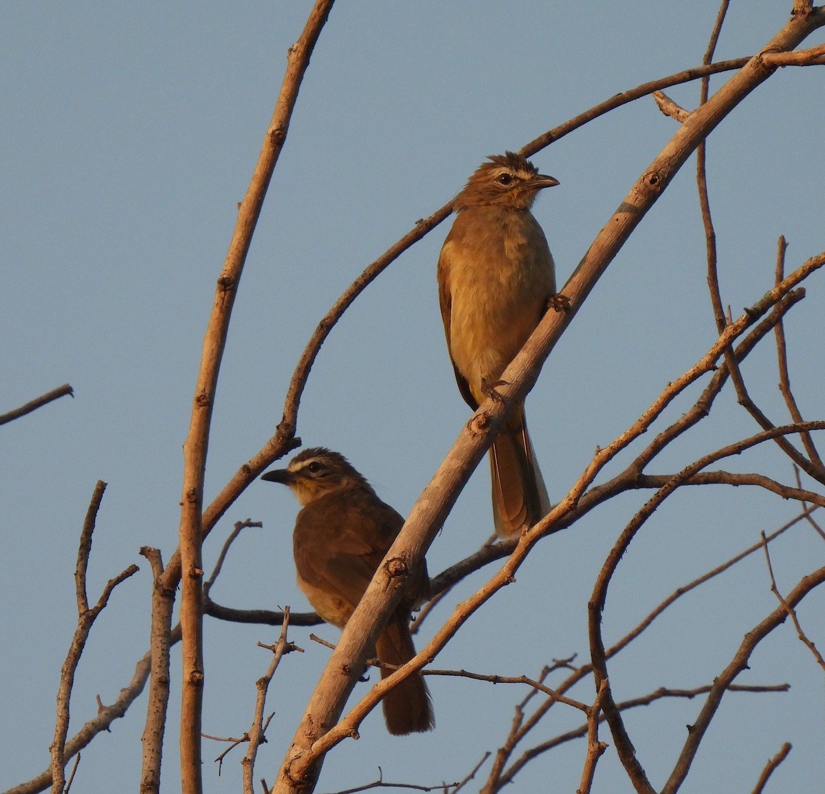 White-browed Bulbul - ML618322584