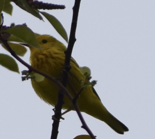 Yellow Warbler - ML618322645