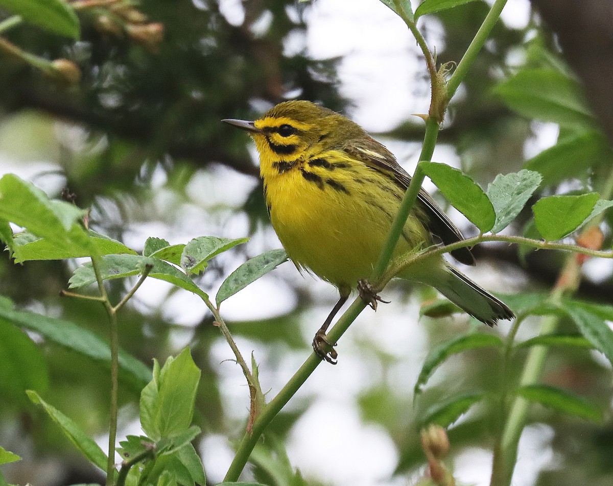 Prairie Warbler - ML618322646