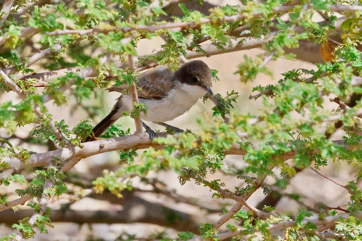 tanımsız Sylvia/Curruca sp. - ML618322651