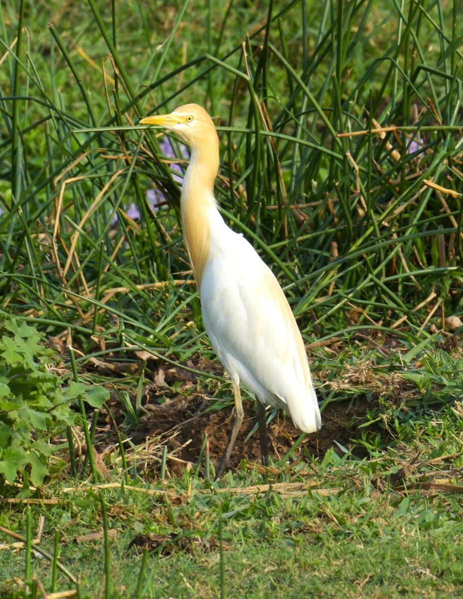 Eastern Cattle Egret - Lathika Anoth