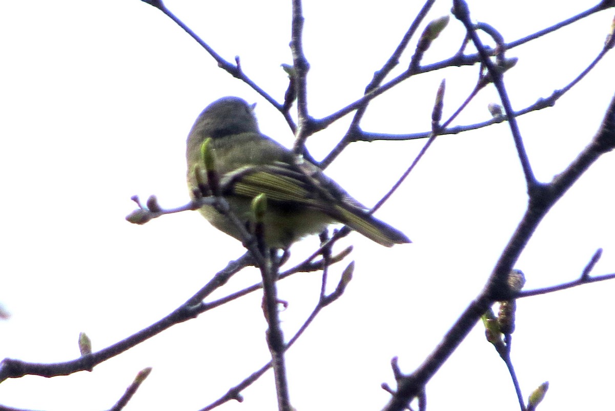 Ruby-crowned Kinglet - ML618322664