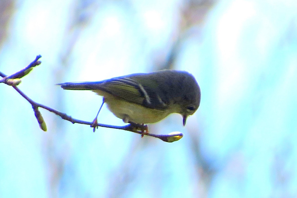 Ruby-crowned Kinglet - Pat McKay