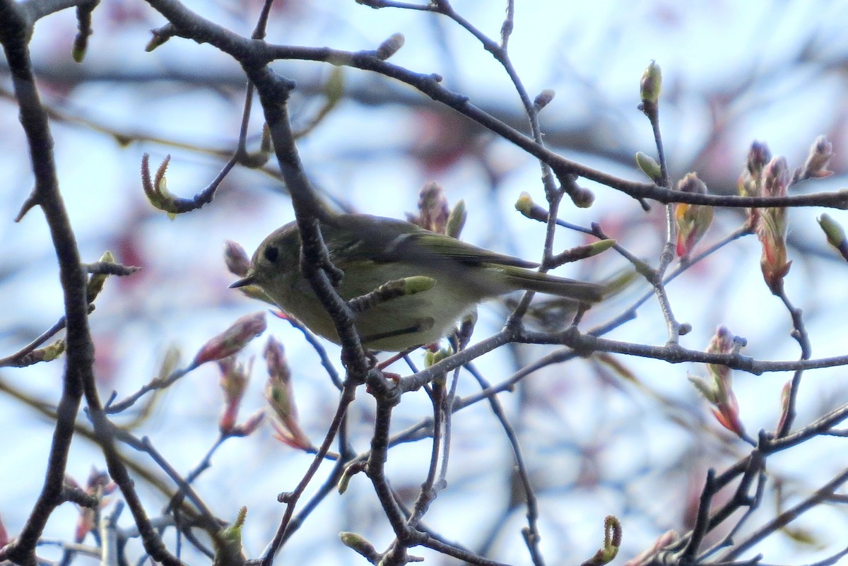 Ruby-crowned Kinglet - ML618322666