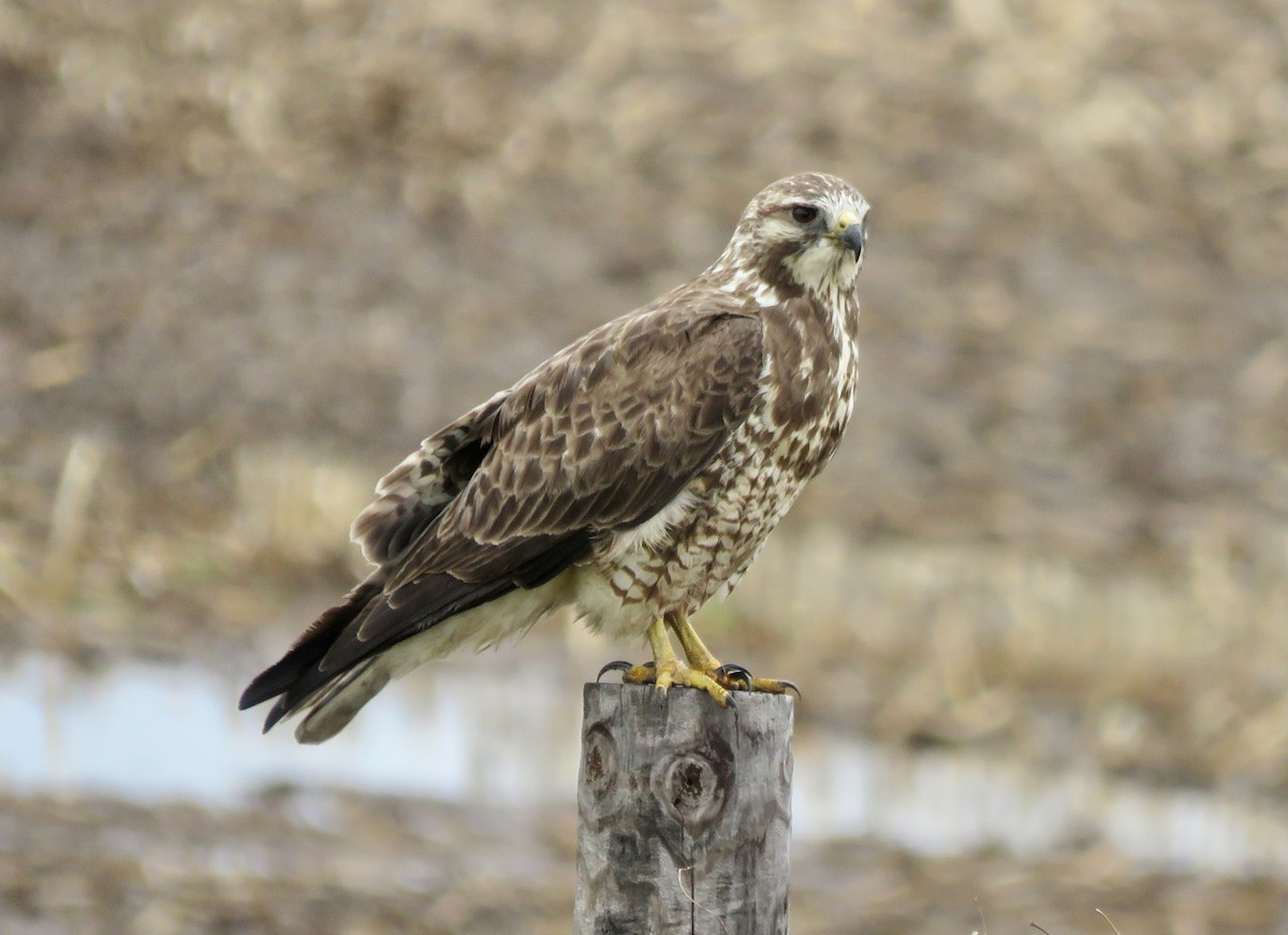 Swainson's Hawk - ML618322692