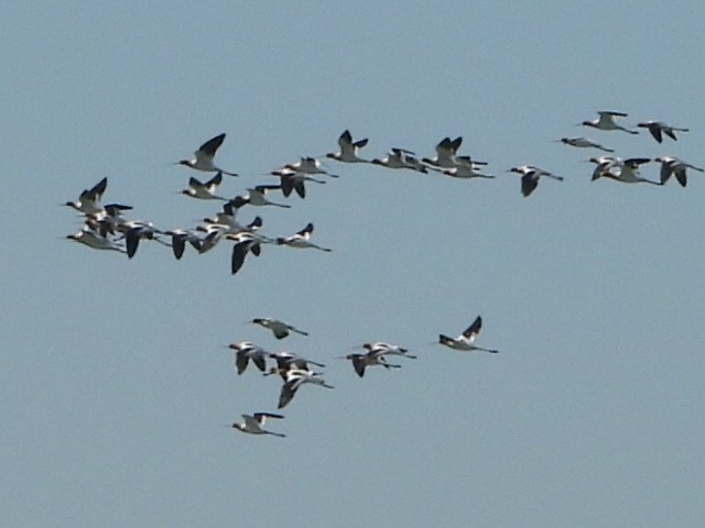 American Avocet - Bob Lane