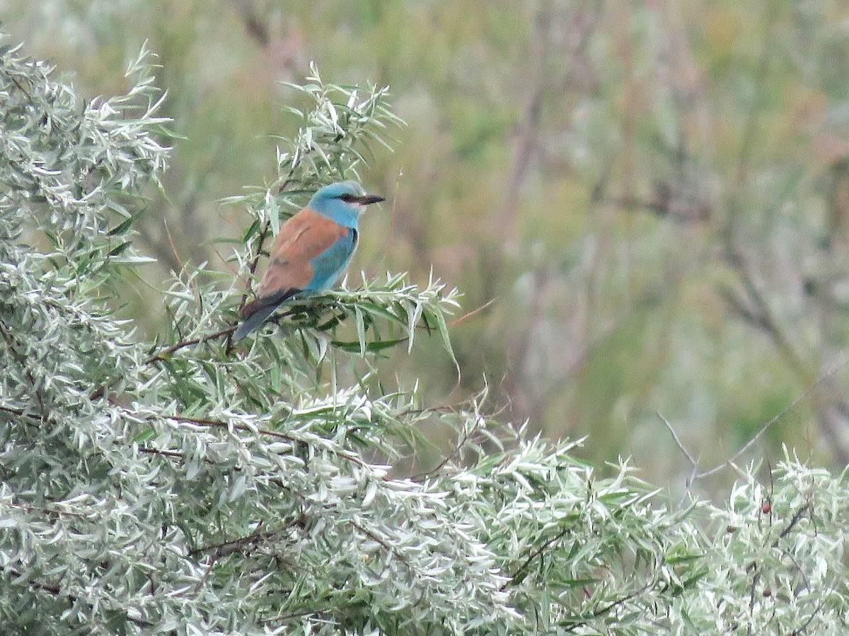 European Roller - Anett Oehmig