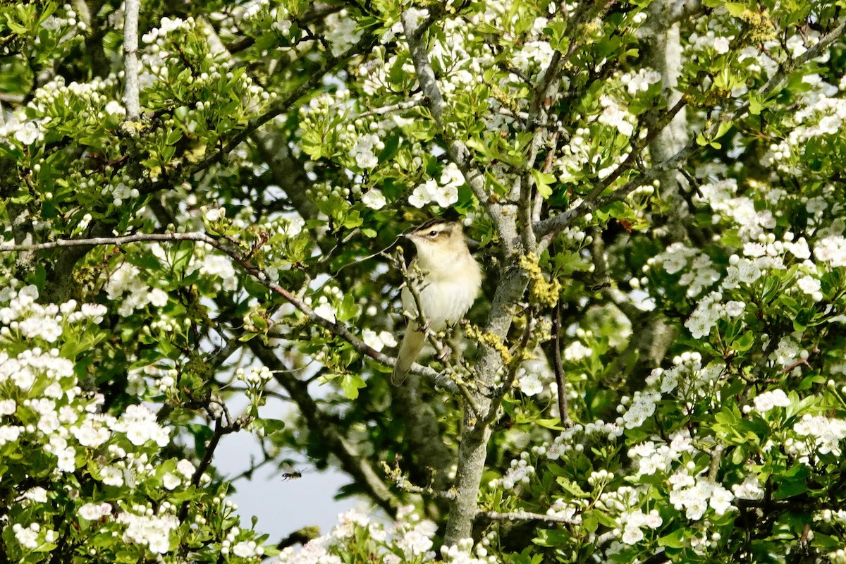 Sedge Warbler - David Ratcliffe