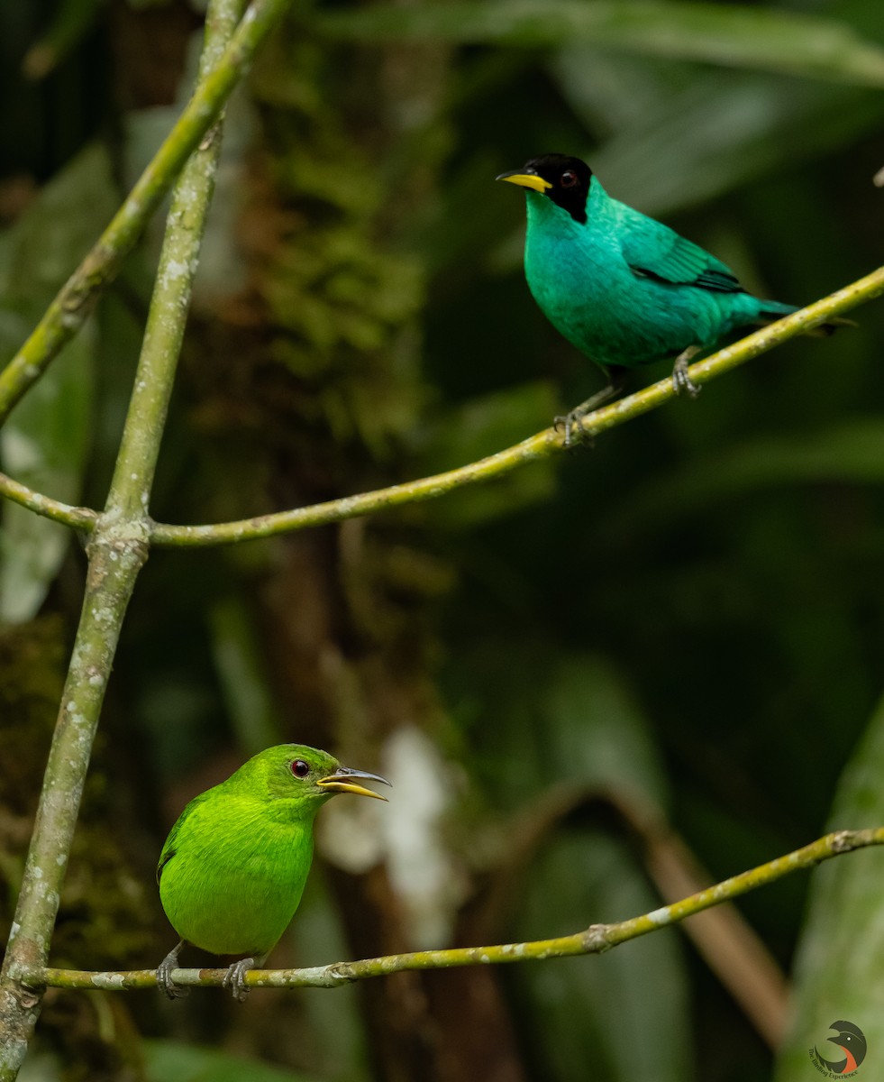 Green Honeycreeper - ML618322761