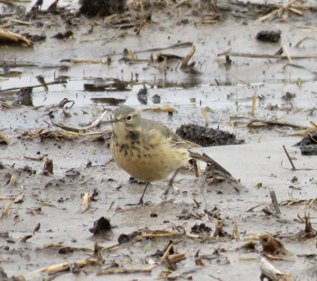 American Pipit - Mark A. Brogie