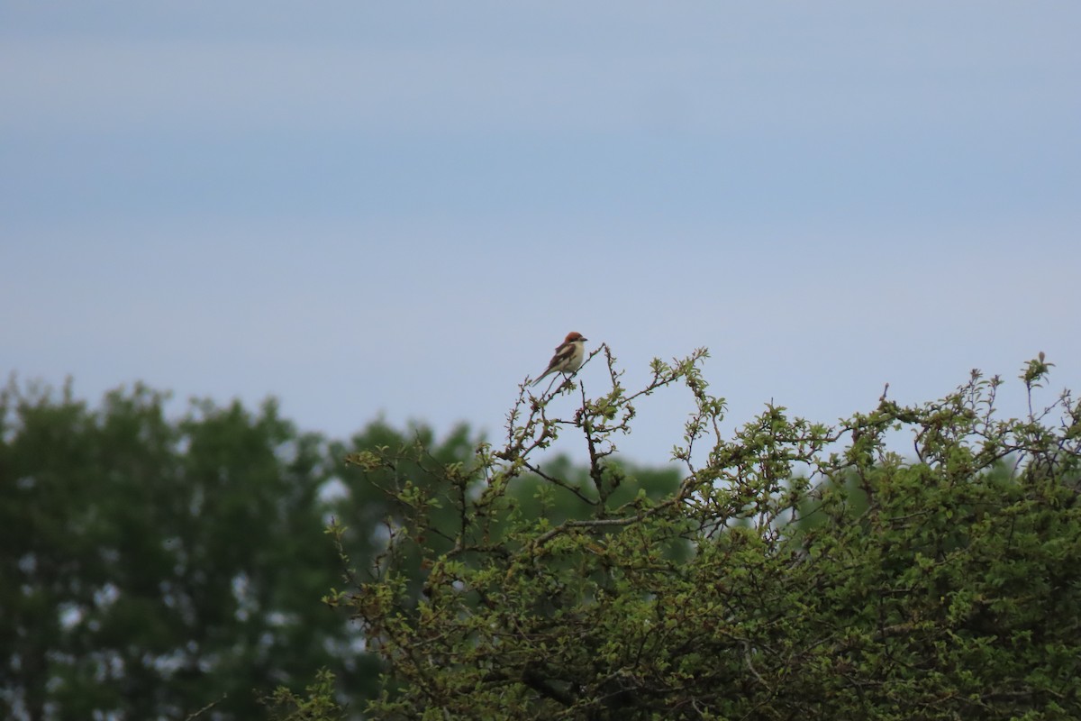 Woodchat Shrike - ML618322853