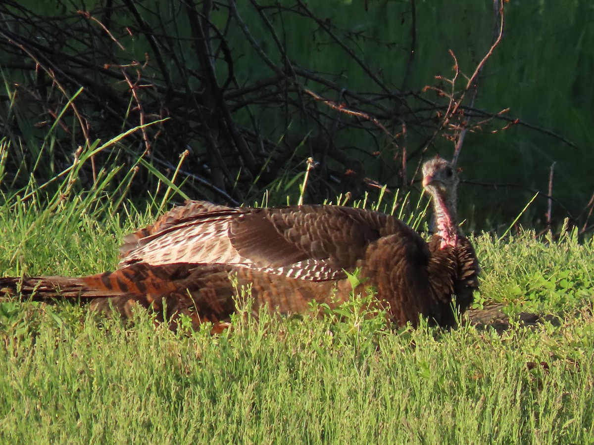 Wild Turkey - Rick Robinson