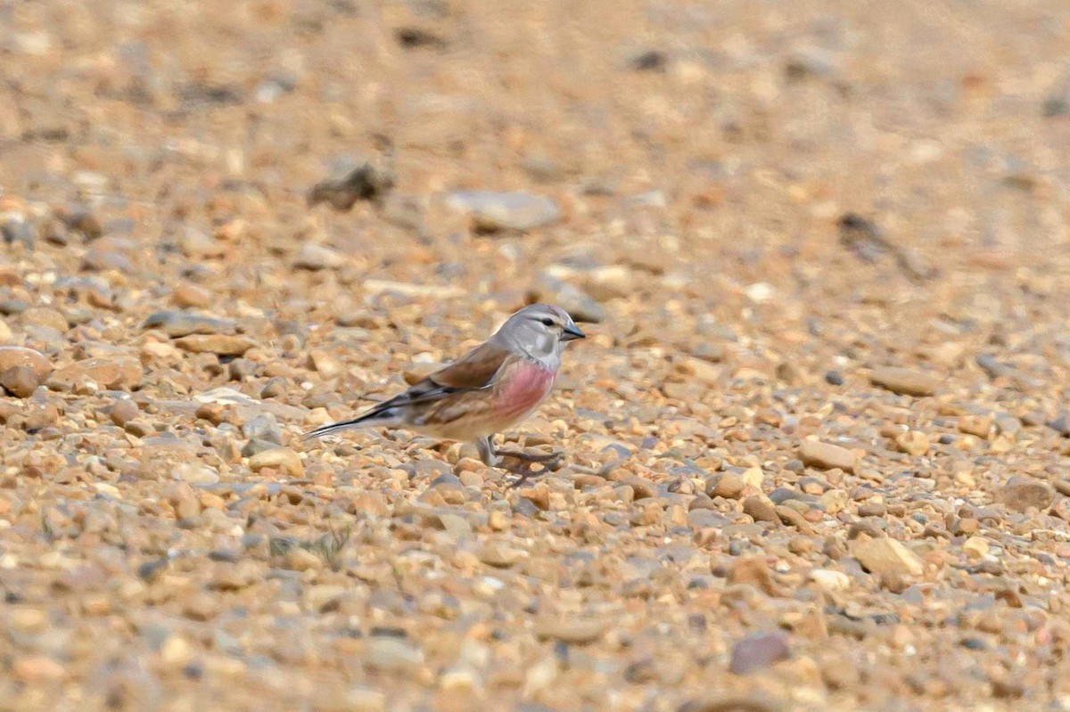 Eurasian Linnet - Mac Aragon