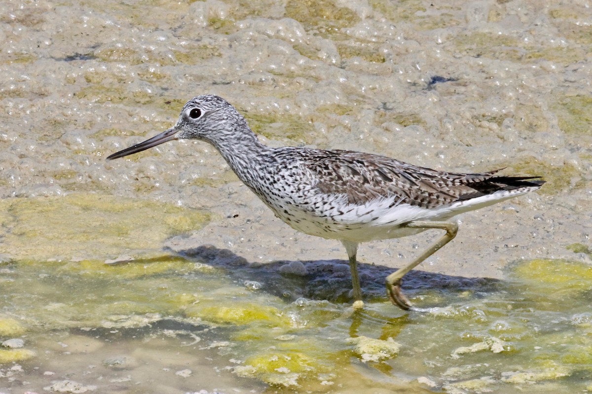 Common Greenshank - ML618322903