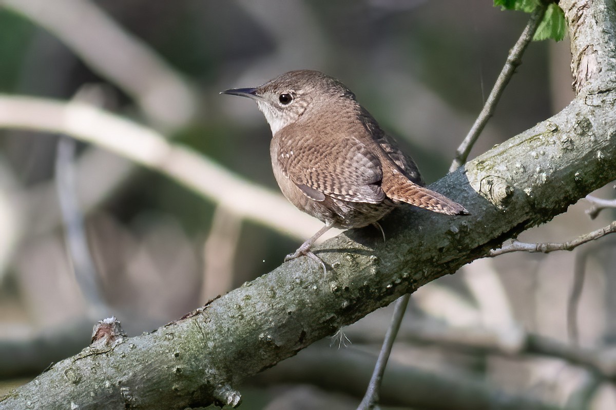 House Wren - ML618322910