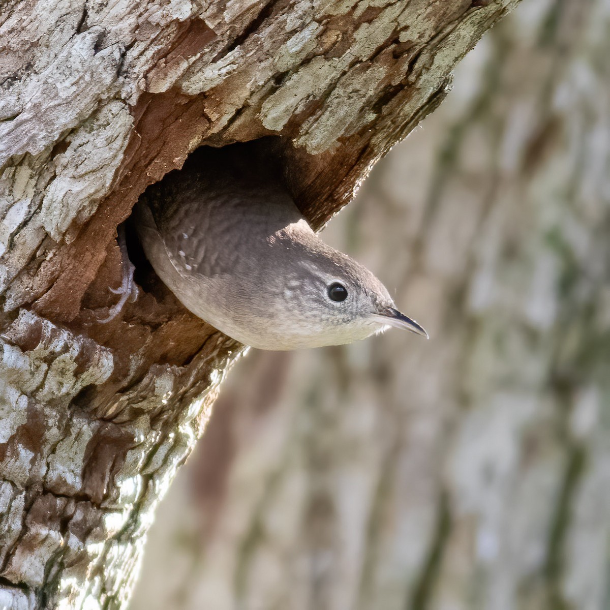 House Wren - ML618322911