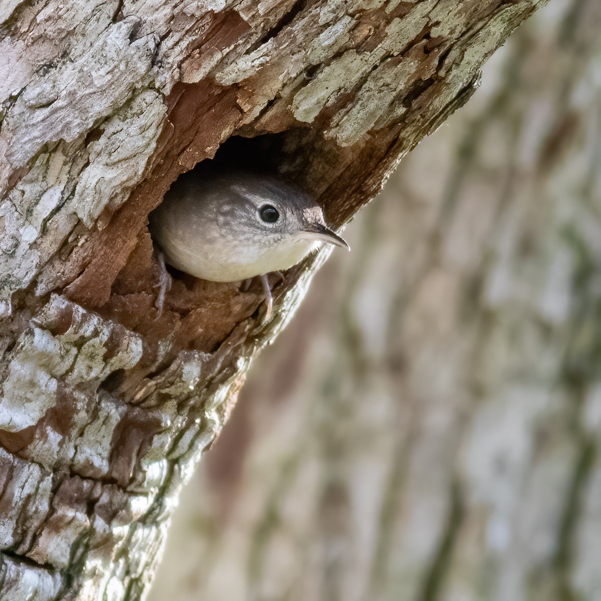 House Wren - ML618322912