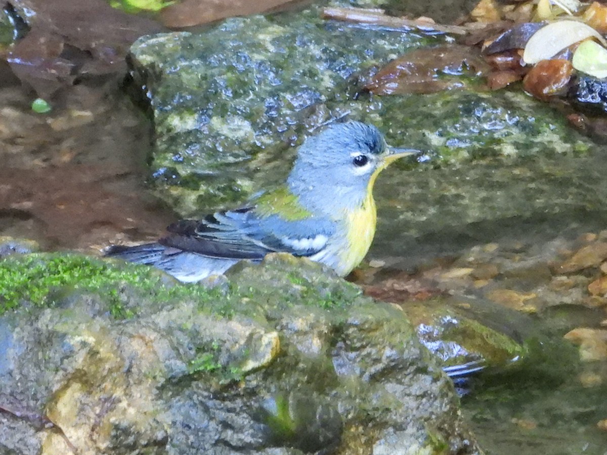 Northern Parula - Mike Cianciosi