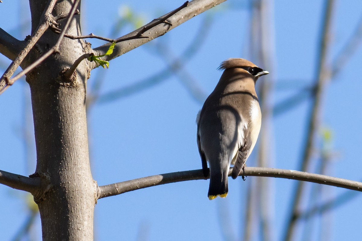 Cedar Waxwing - ML618322925