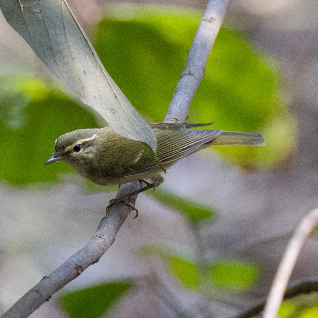 Large-billed Leaf Warbler - ML618322939