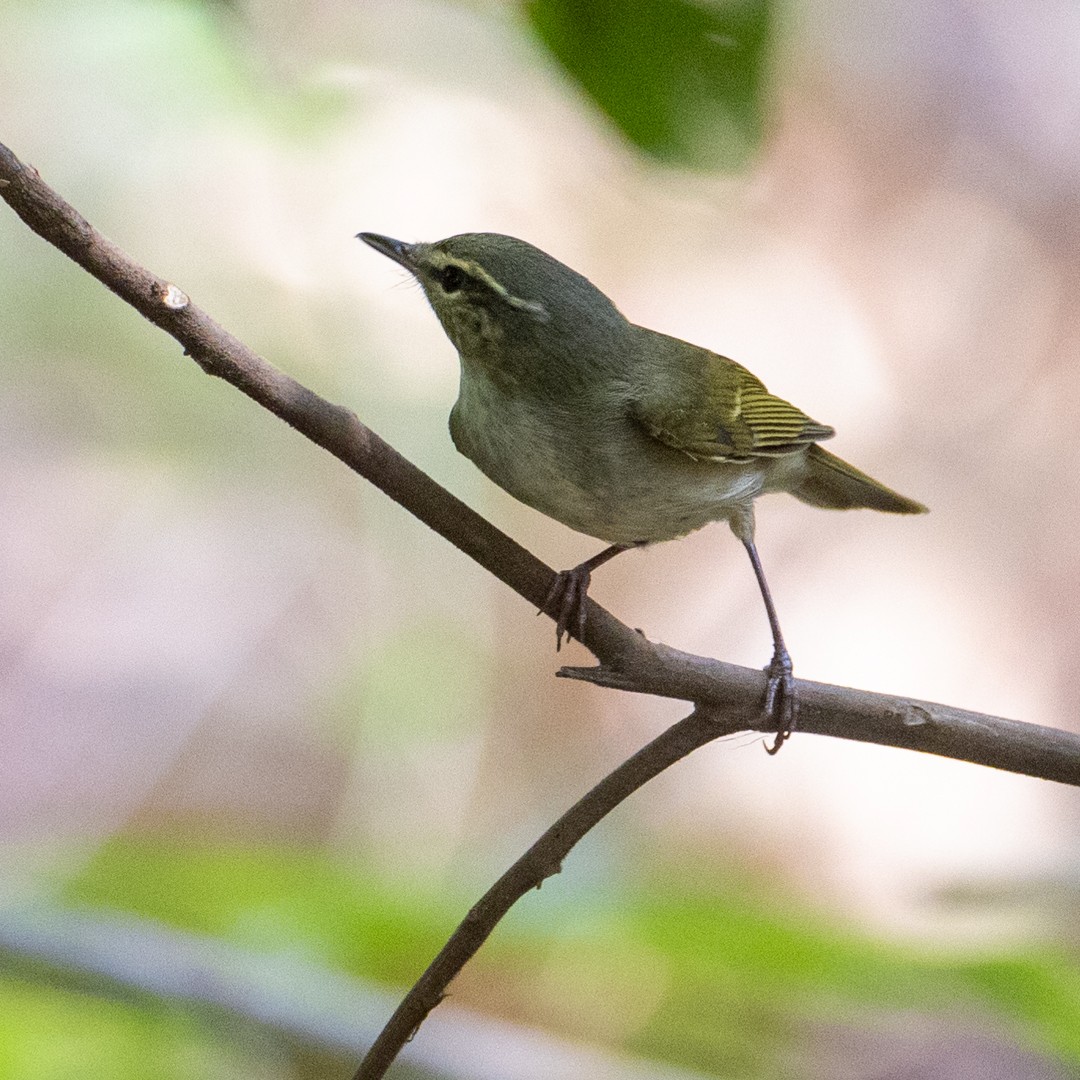 Large-billed Leaf Warbler - Poorna Parvathala