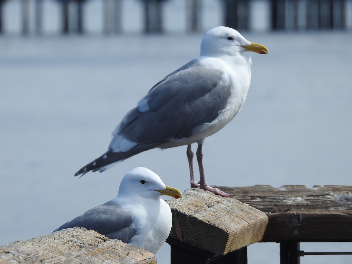 Glaucous-winged Gull - ML618322979