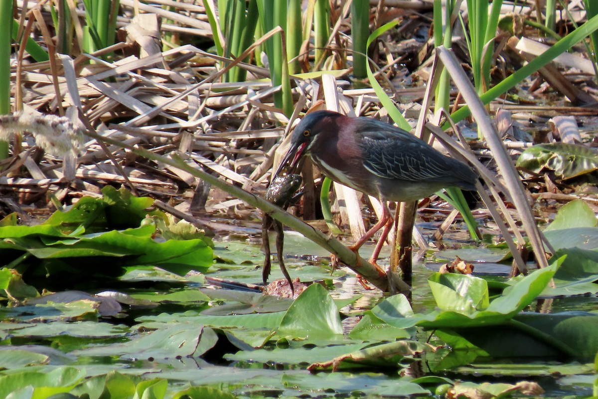 Green Heron - ML618322984