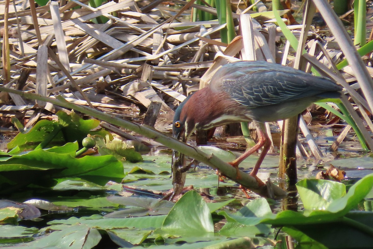 Green Heron - ML618322985