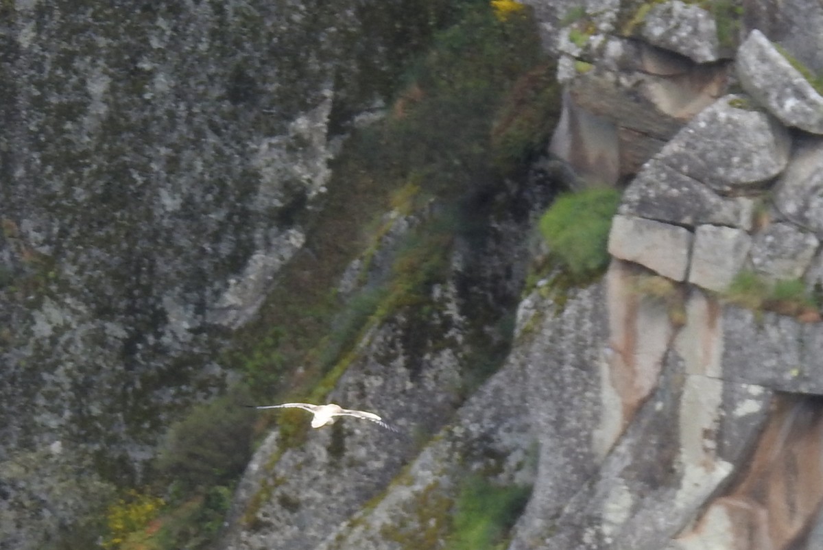 Egyptian Vulture - Pedro Moreira