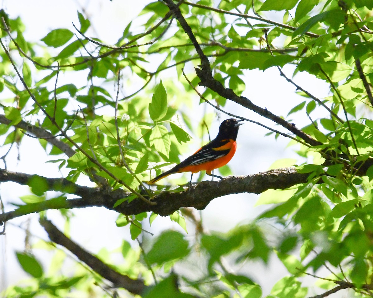 Baltimore Oriole - ML618323031