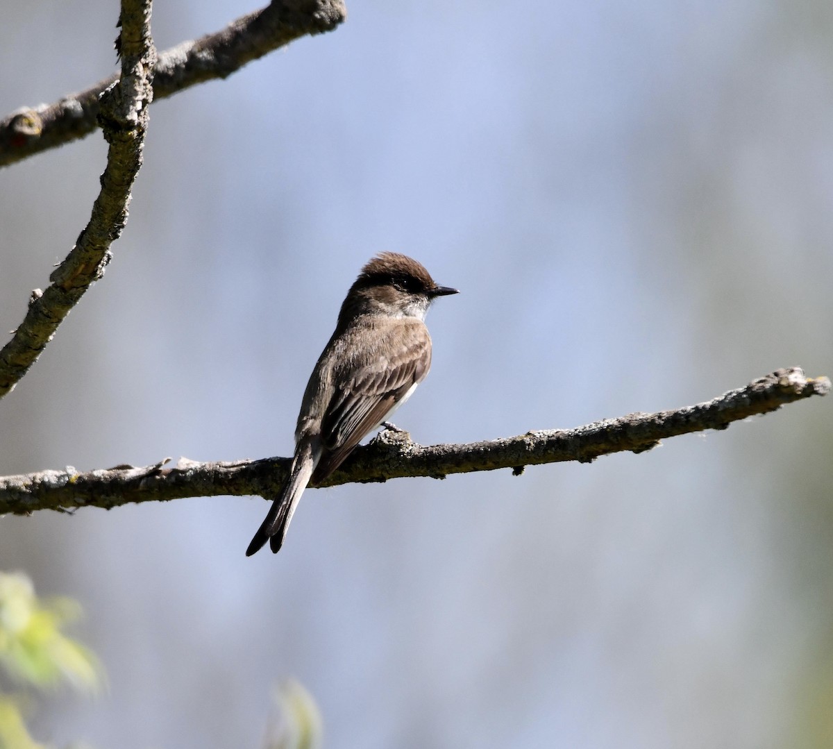 Eastern Phoebe - ML618323034