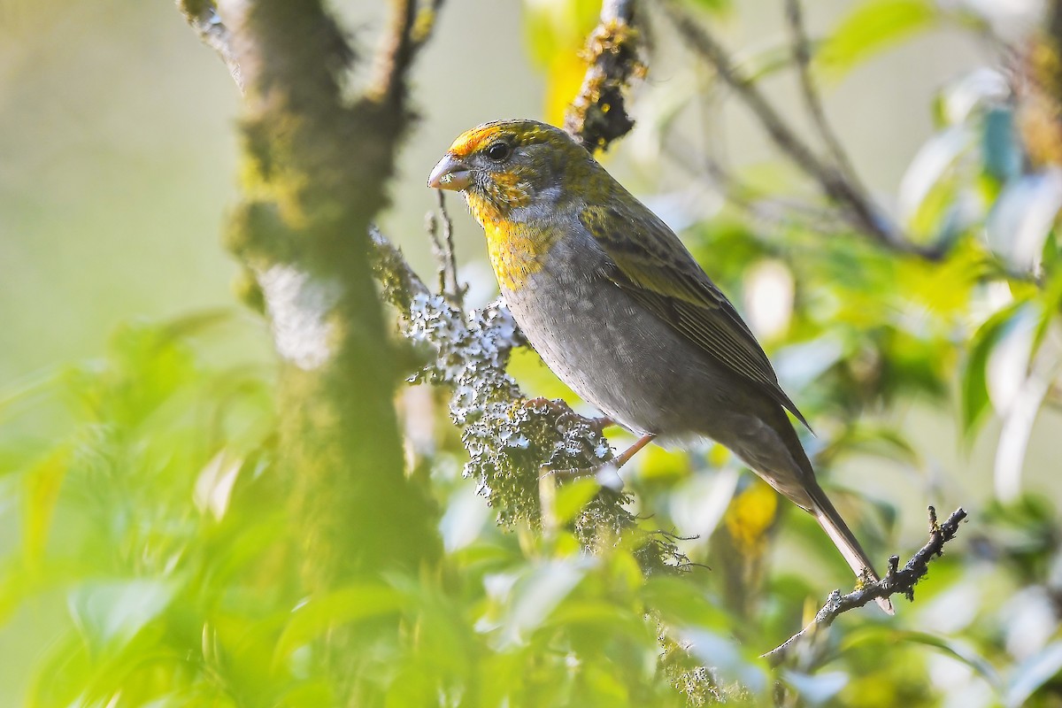 Crimson-browed Finch - ML618323068