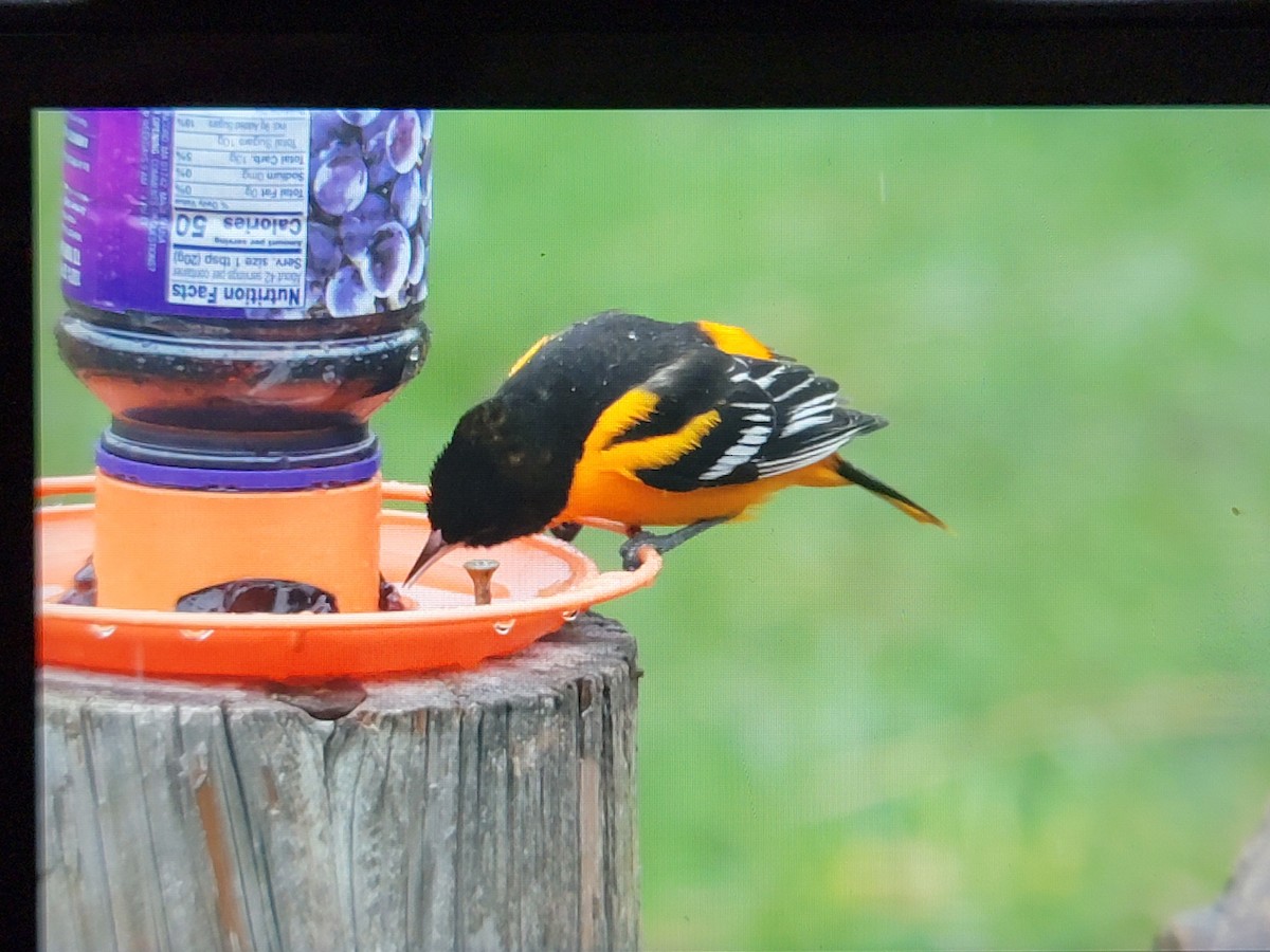 Baltimore Oriole - ML618323087