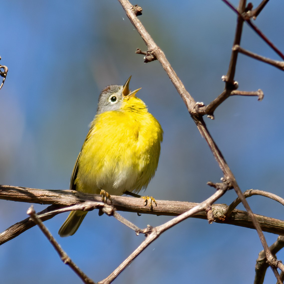 Nashville Warbler - Craig Kingma