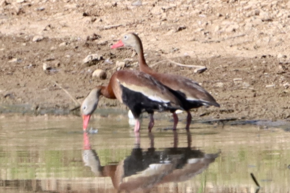 Black-bellied Whistling-Duck - ML618323146