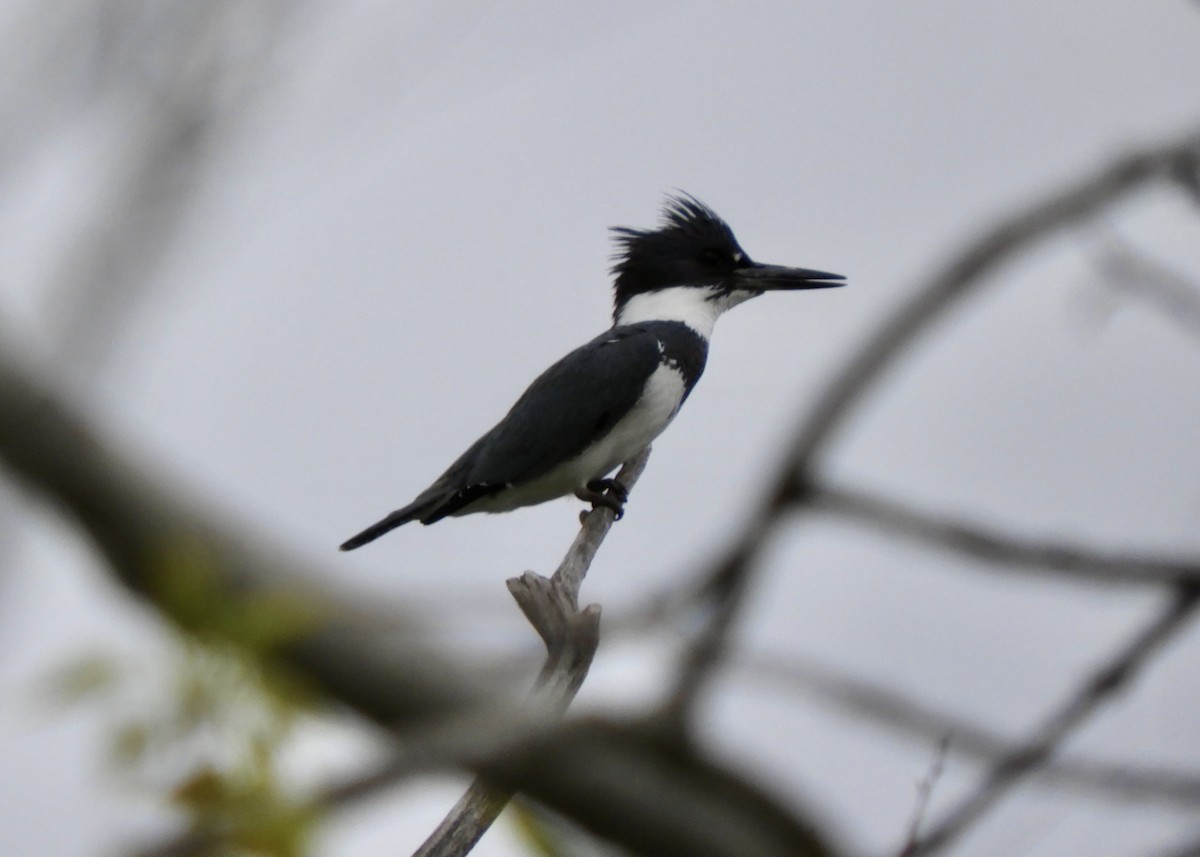 Belted Kingfisher - Yvonne Burch-Hartley
