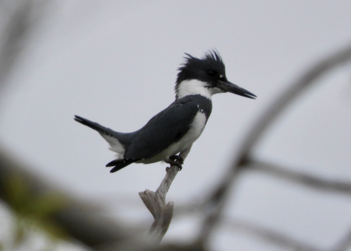 Belted Kingfisher - Yvonne Burch-Hartley