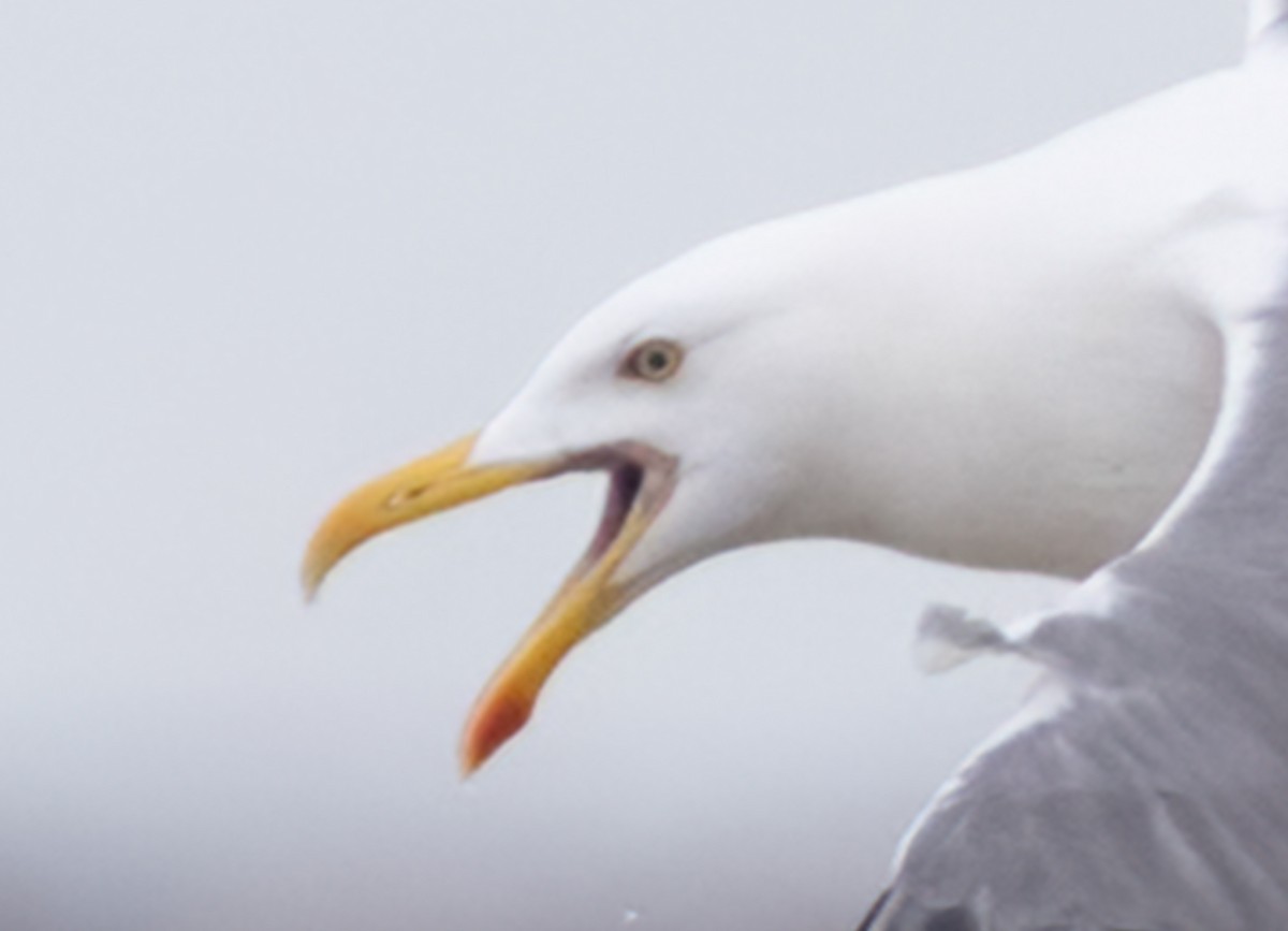 Kelp x Herring Gull (hybrid) - Anonymous eBirber
