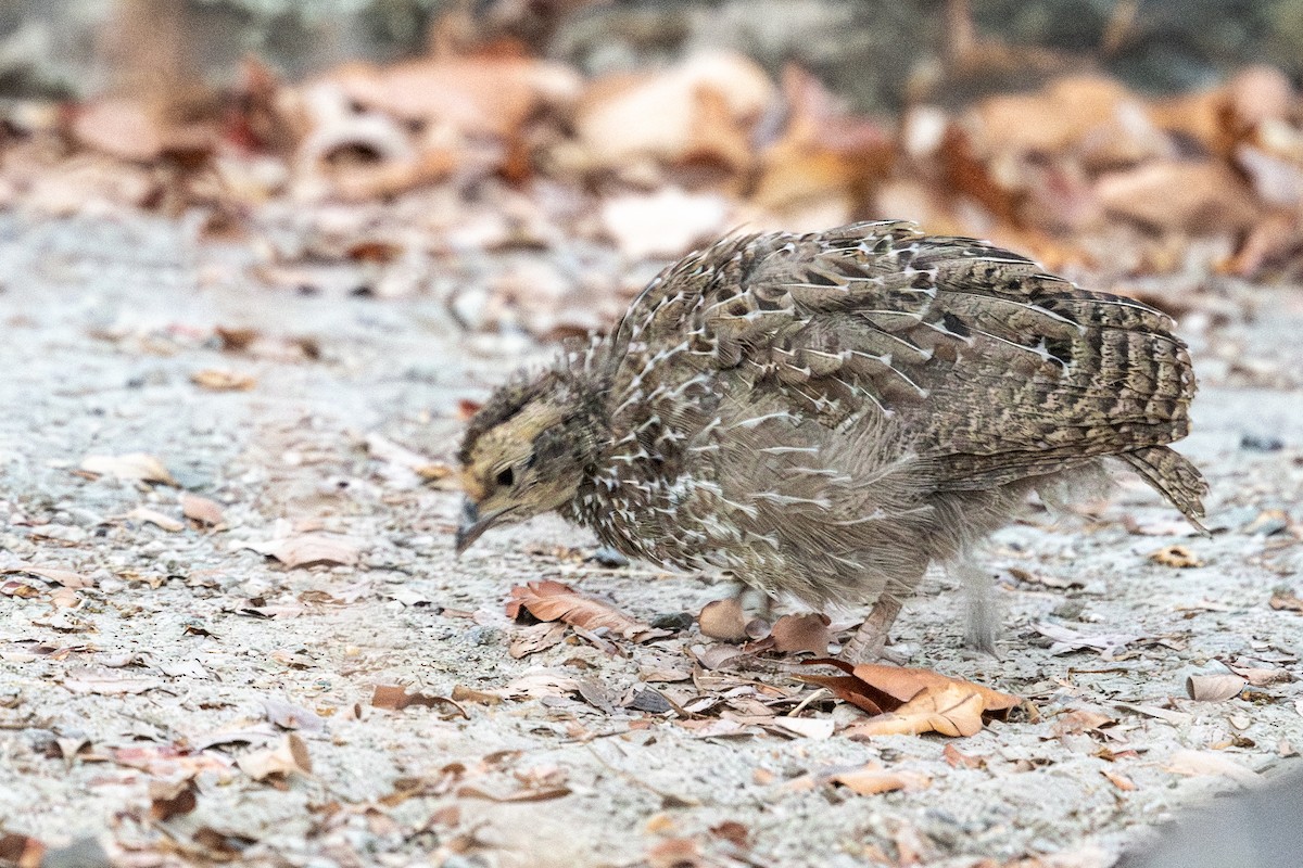 Francolin à bec rouge - ML618323180