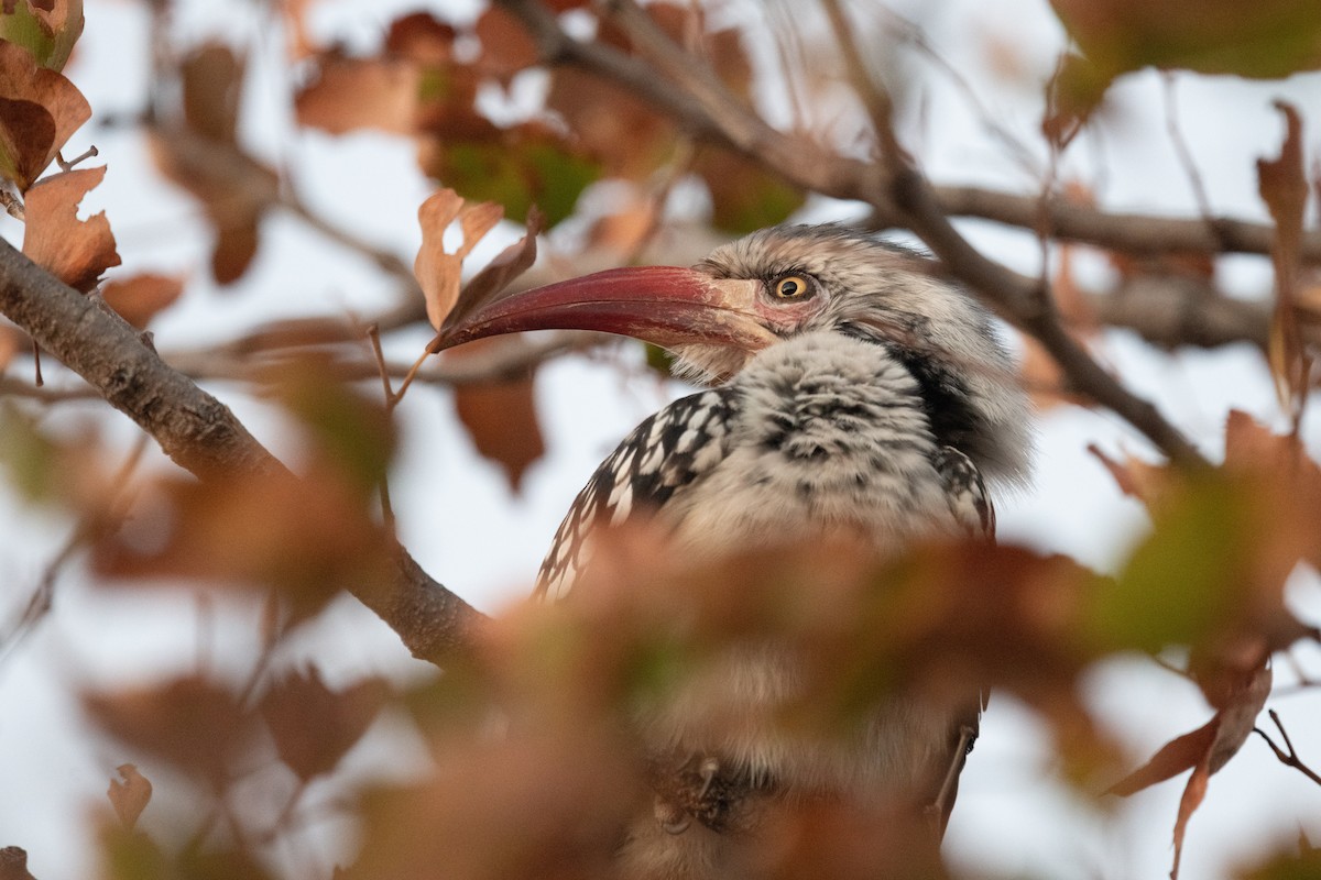 Southern Red-billed Hornbill - Ross Bartholomew