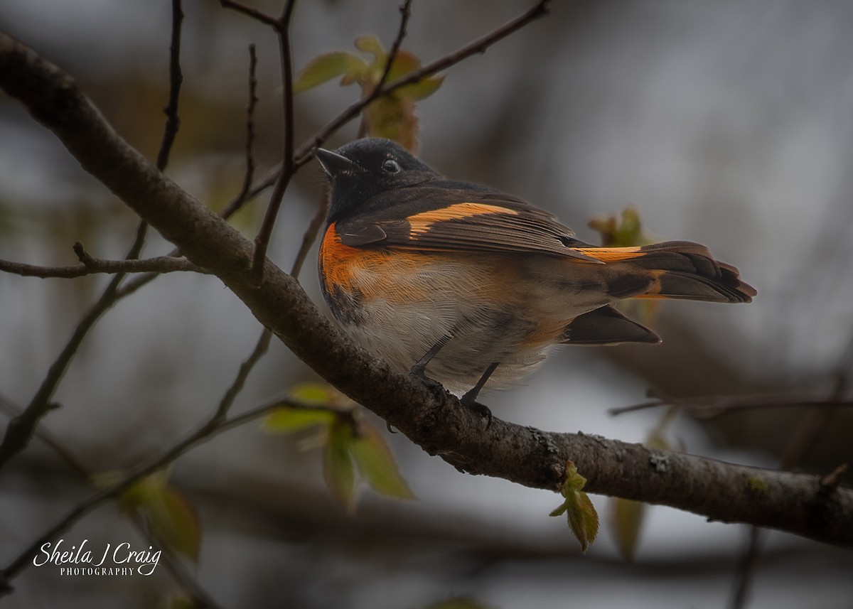 American Redstart - Sheila Craig