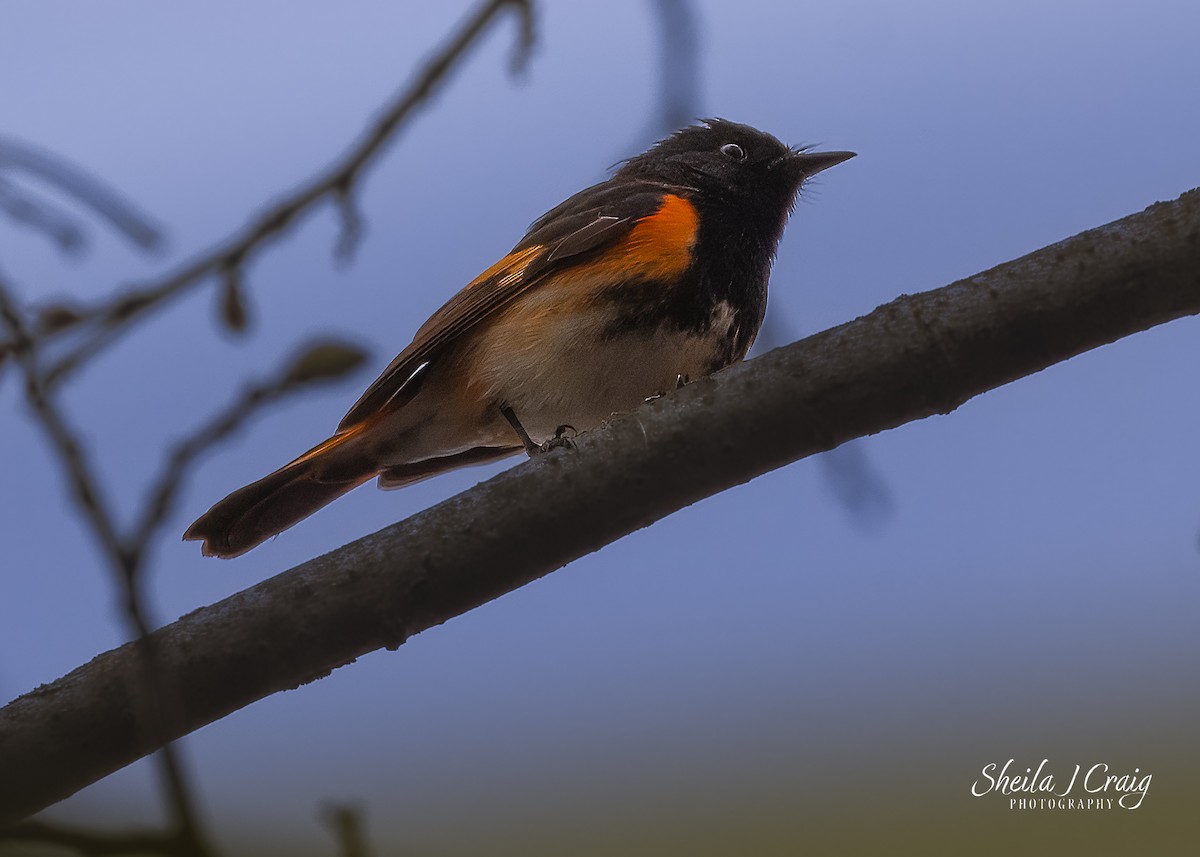 American Redstart - Sheila Craig