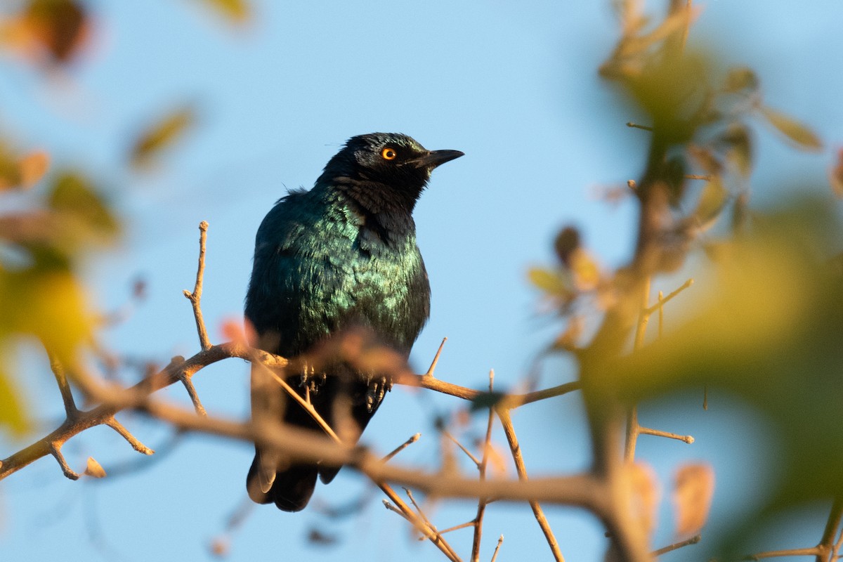 Cape Starling - Ross Bartholomew