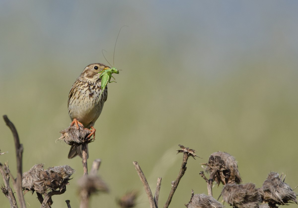 Corn Bunting - ML618323270