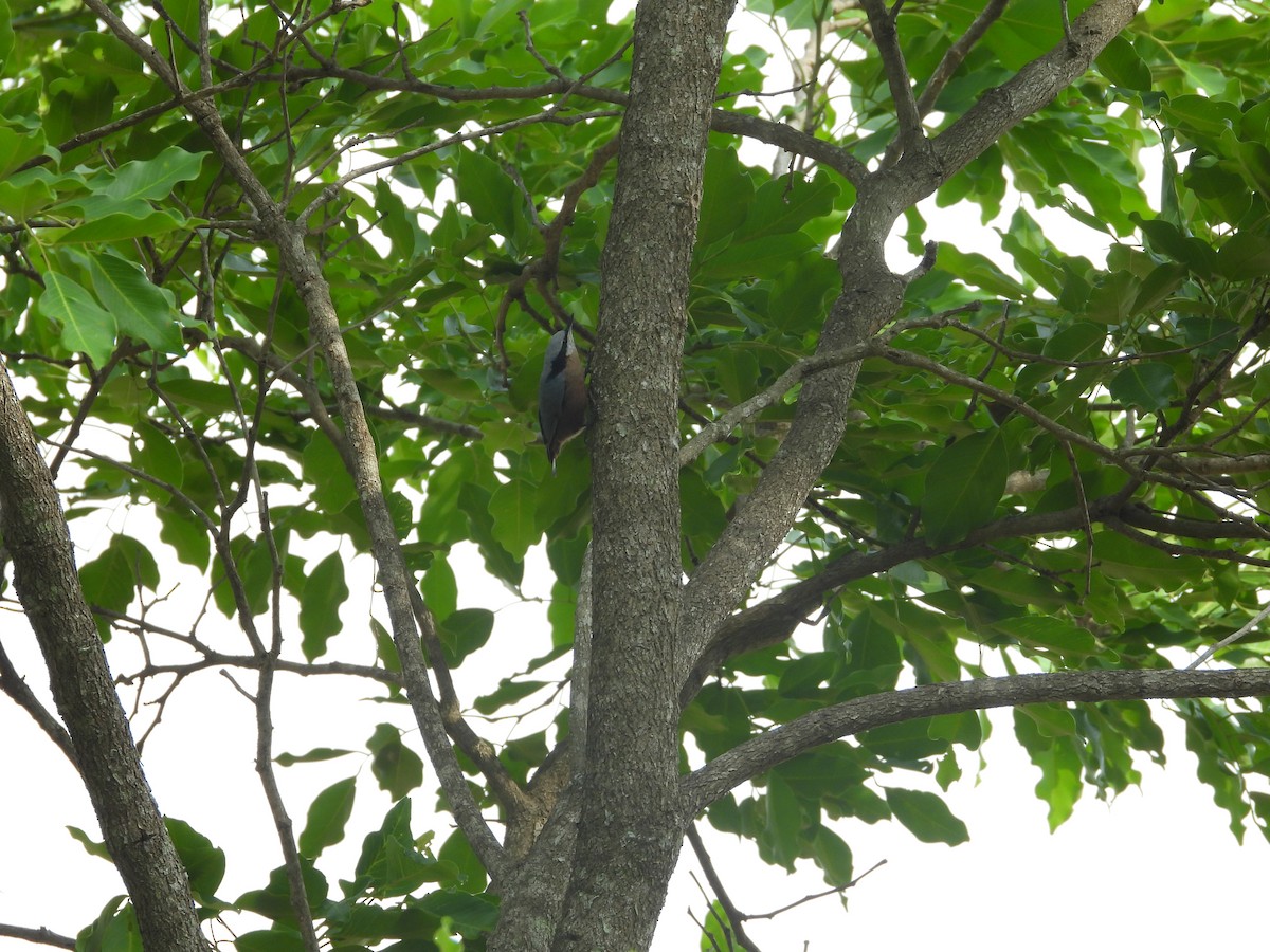 Indian Nuthatch - rajesh M