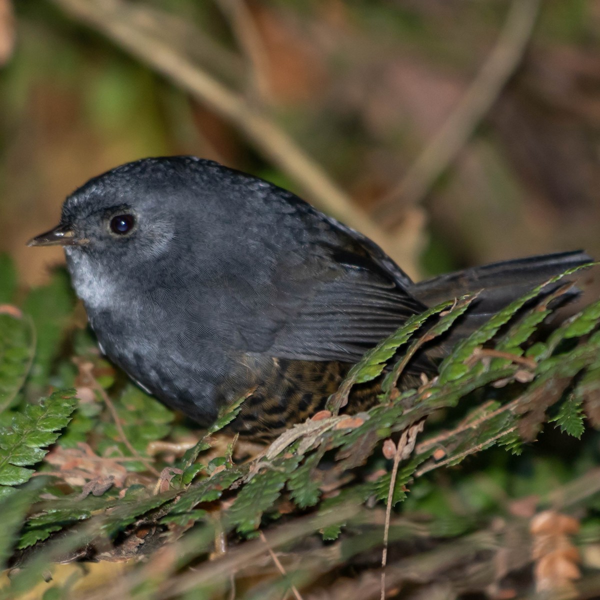 Planalto-Tapaculo - ML618323323