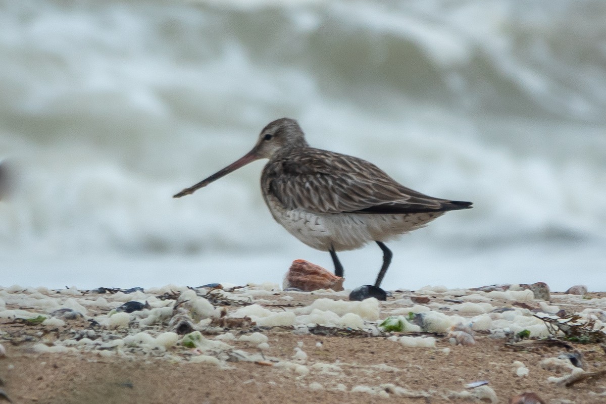 Bar-tailed Godwit - ML618323336