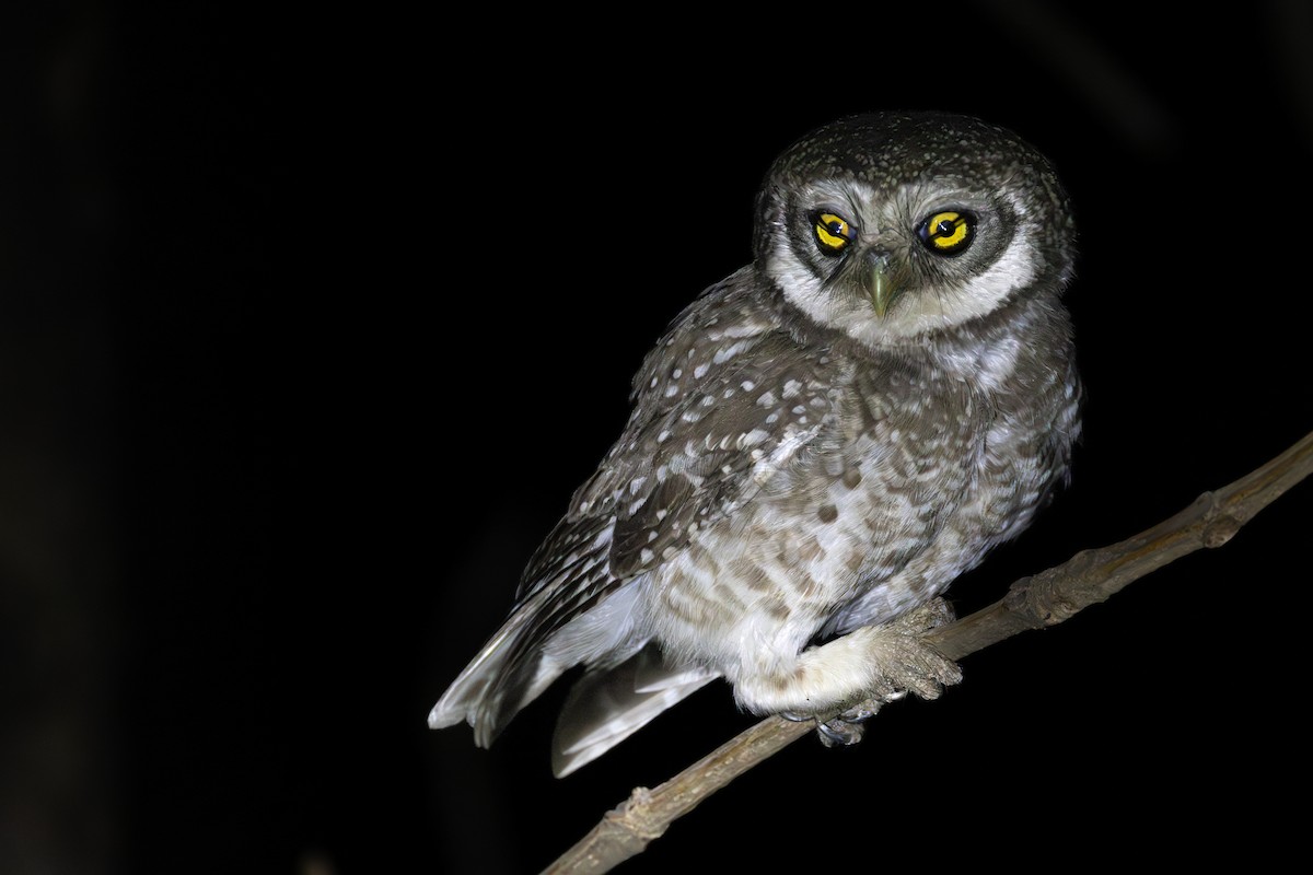 Spotted Owlet - sandip patel