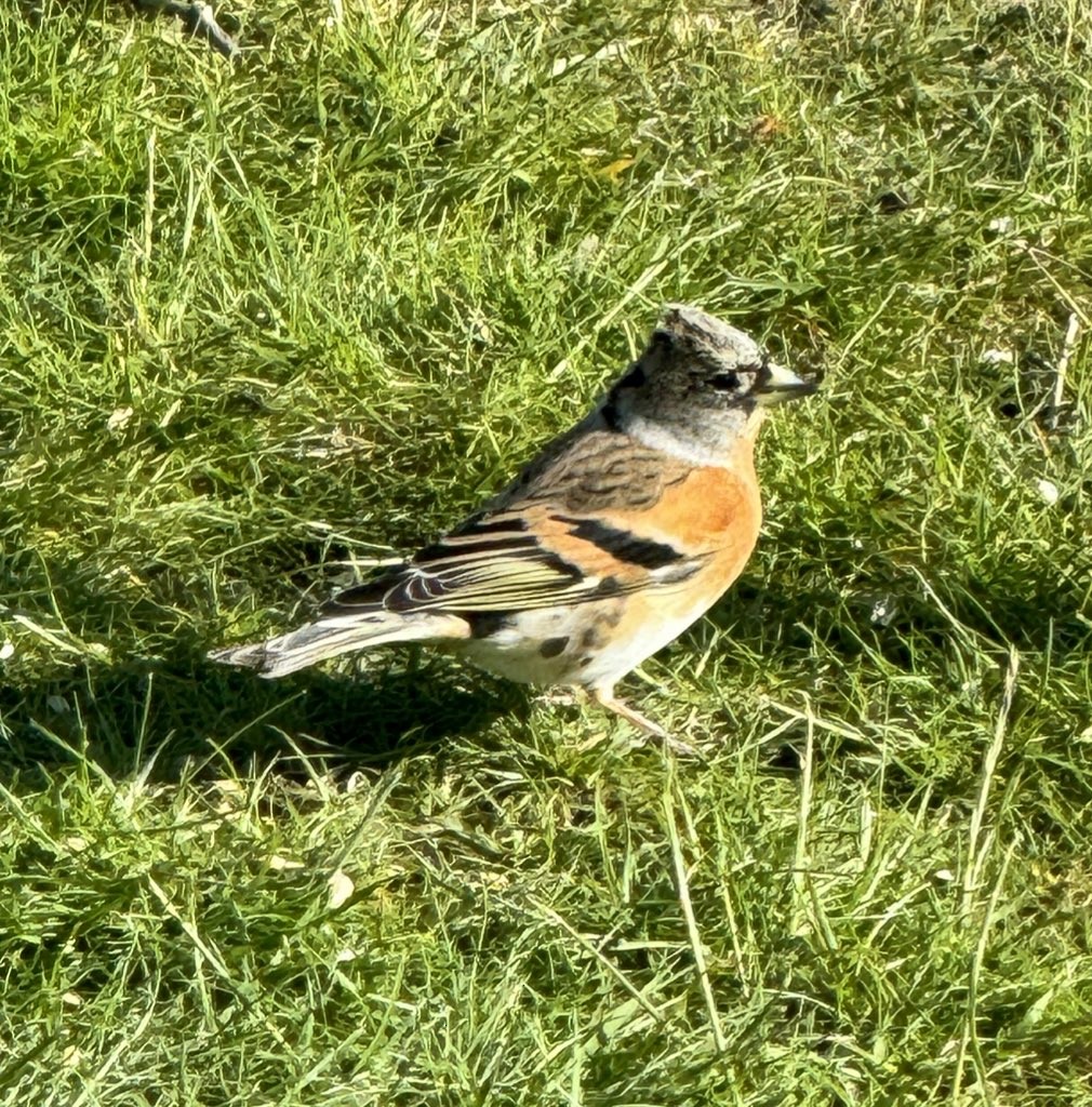 Brambling - Jort Brough